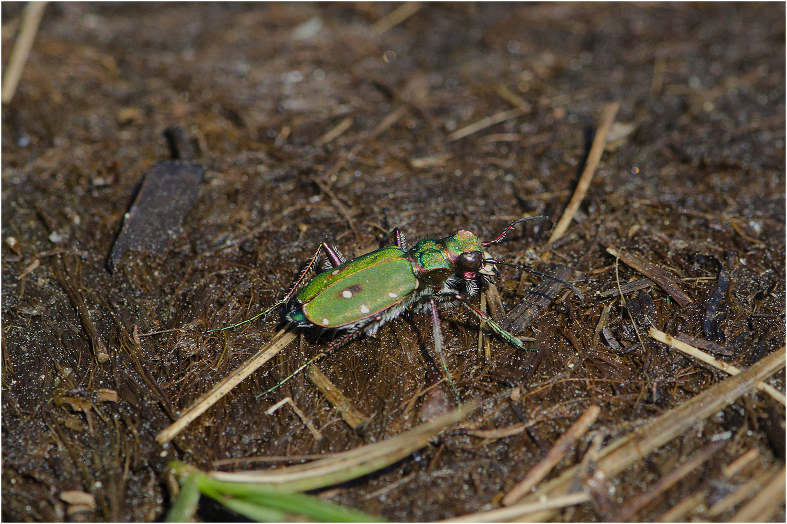 Im Moor (3) - Entdeckte ich auch den Feld-Sandlaufkäfer (Cicindela campestris) . . .