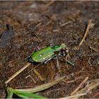 Im Moor (3) - Entdeckte ich auch den Feld-Sandlaufkäfer (Cicindela campestris) . . .