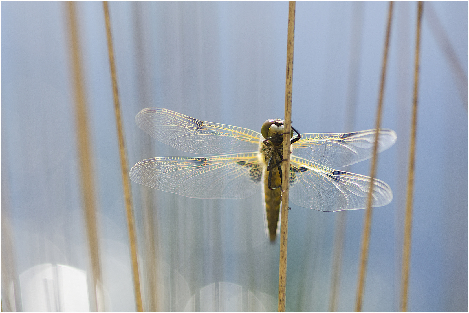 Im Moor (4) - Entdeckte ich auch die Vierflecklibelle (Libellula quadrimaculata), . . .