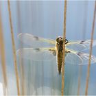 Im Moor (4) - Entdeckte ich auch die Vierflecklibelle (Libellula quadrimaculata), . . .