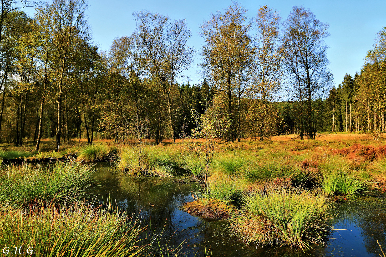 im Moor Foto & Bild | natur Bilder auf fotocommunity