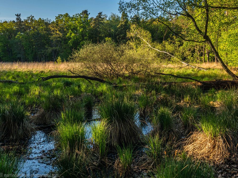 Im Moor Foto & Bild wald, wasser, wiese Bilder auf