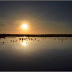 Im Moor gegen die Abendsonne