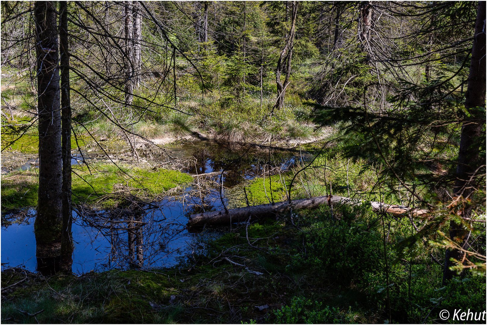 Im Moor "Kleiner Kranichsee" (2)