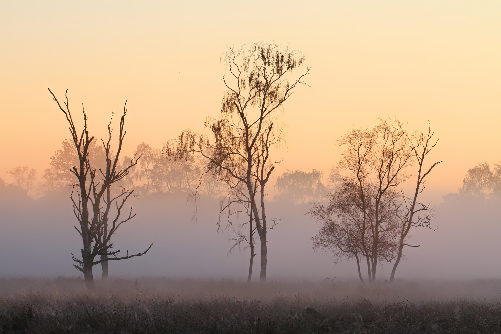 im Moor kurz vor Sonnenaufgang - moor just before sunrise