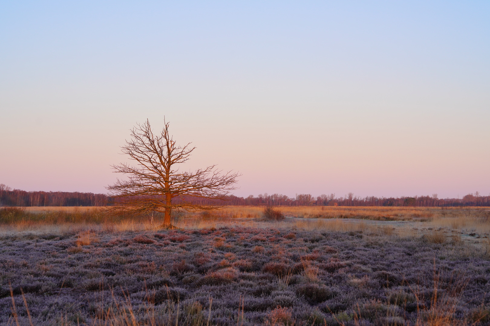 Im Moor: Sonnenaufgang in Lichtrichtung