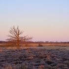 Im Moor: Sonnenaufgang in Lichtrichtung