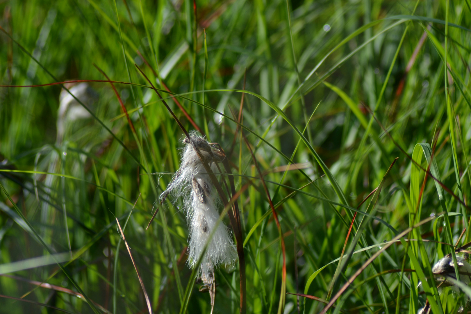 Im Moor versteckt