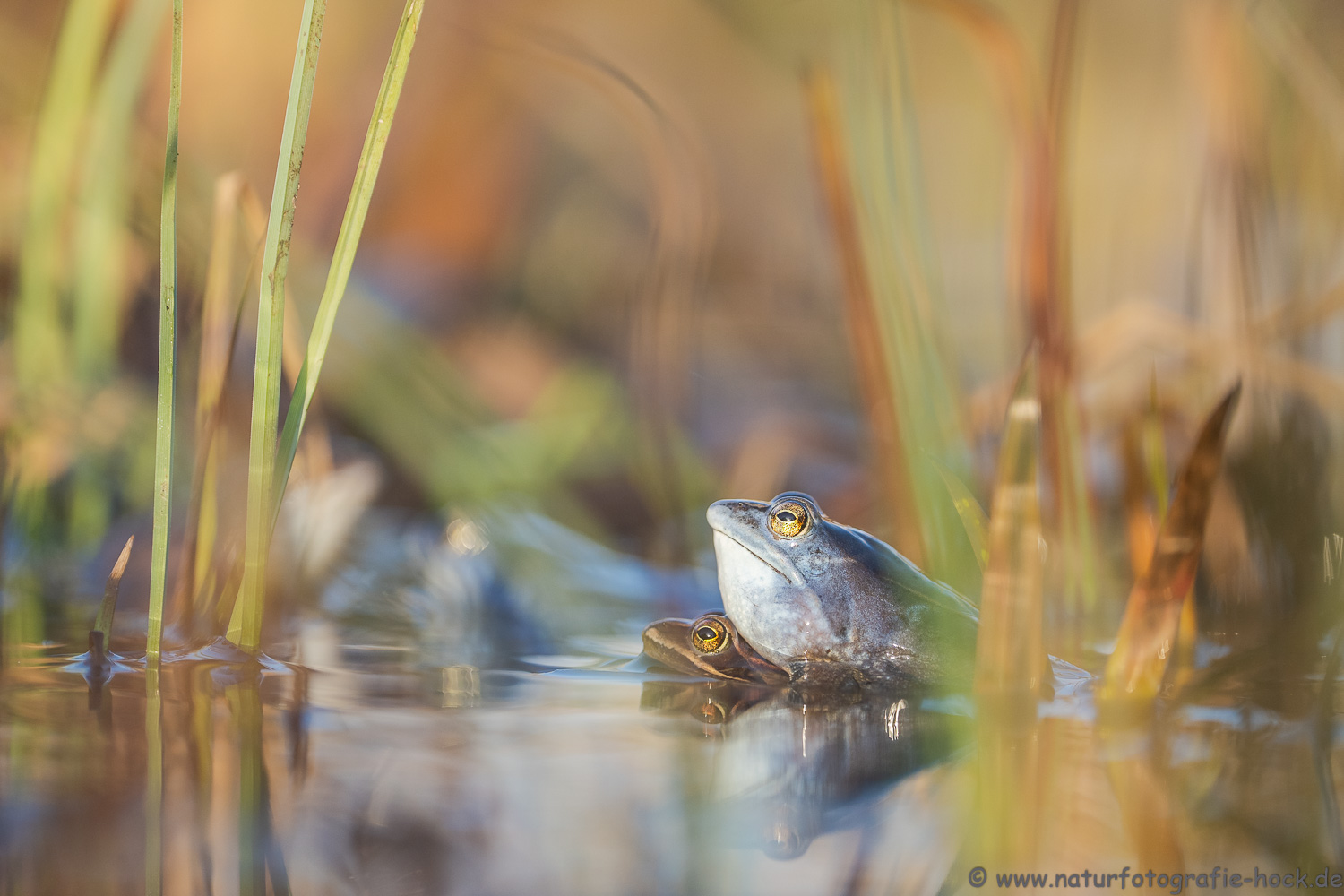 ~ im Moorfroschteich ~