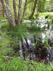 Im Moorwald (2)