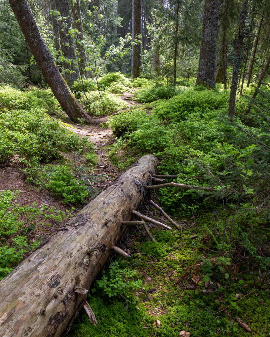 "Im Moorwald"-Bilderserie - Bild 2: Der Baumstamm zeigt den Weg