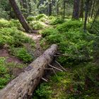 "Im Moorwald"-Bilderserie - Bild 2: Der Baumstamm zeigt den Weg