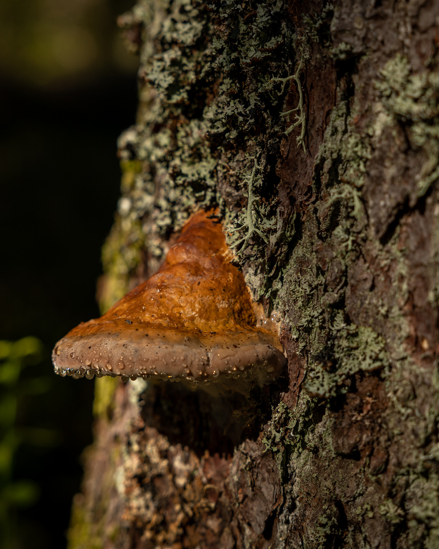 "Im Moorwald"-Bilderserie - Bild 3: die triefende Nase