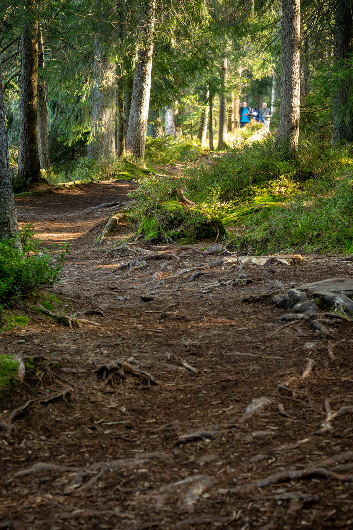 "Im Moorwald"-Bilderserie - Bild 4: Viele Wege führen um den Moorsee