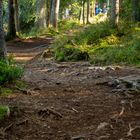 "Im Moorwald"-Bilderserie - Bild 4: Viele Wege führen um den Moorsee