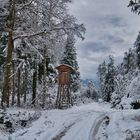 Im Moorwald vor den Bergen