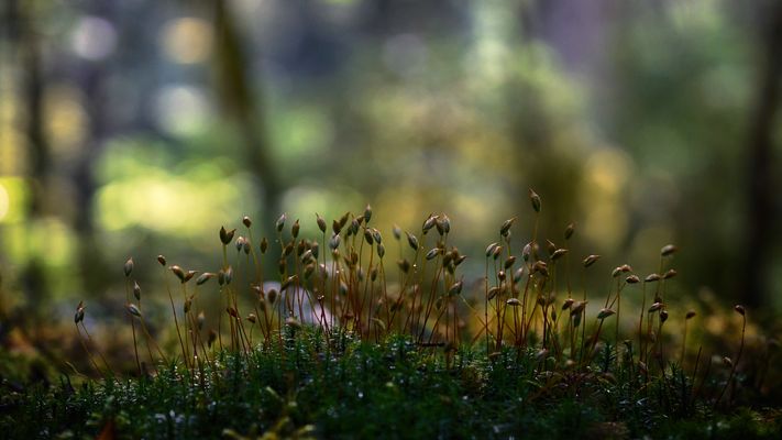 Im Moos, viel los....