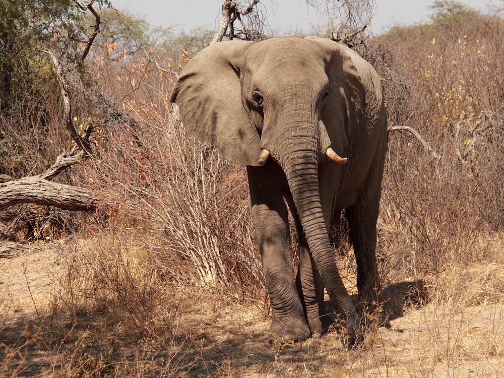 im Moremi Nationalpark