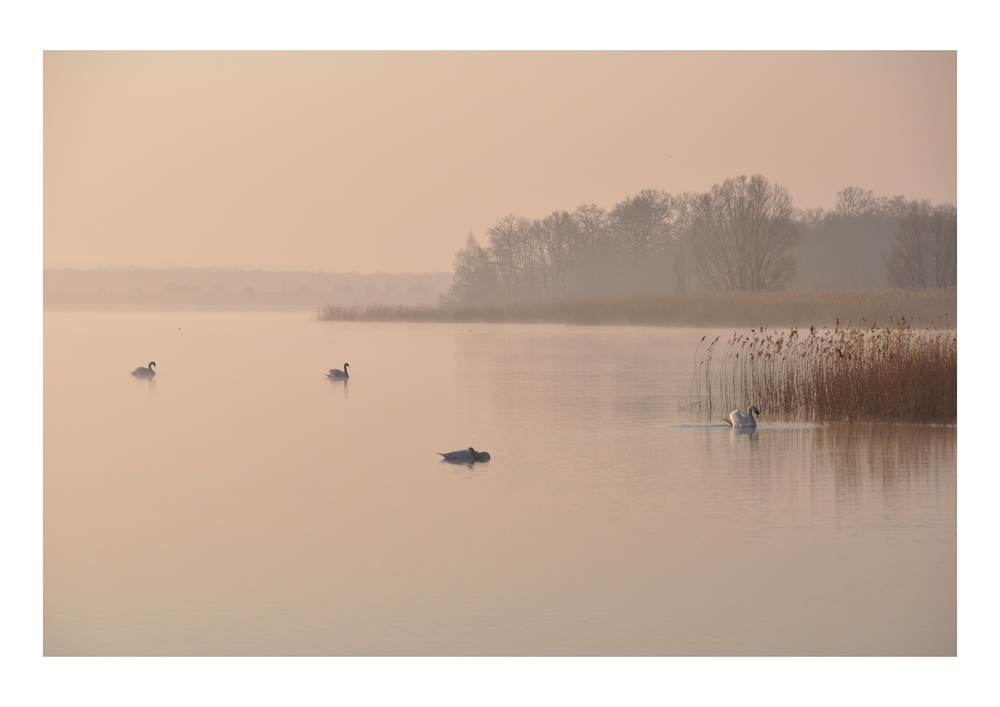 im Morgen - Nebel