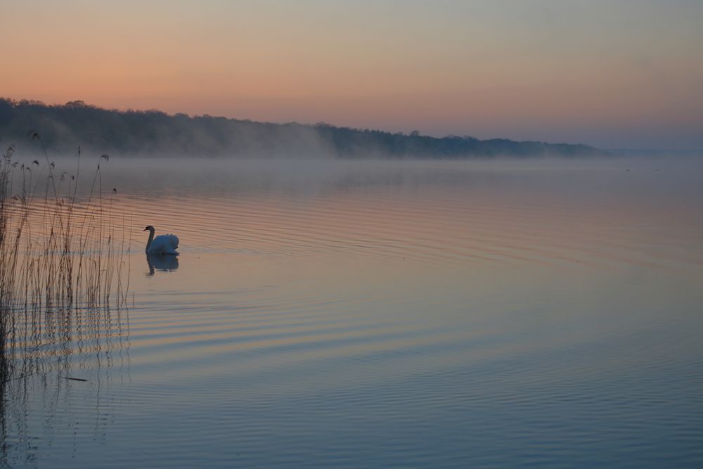 im Morgen - Nebel