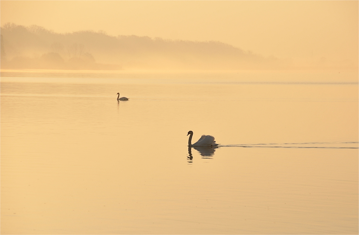 im MORGEN - Nebel