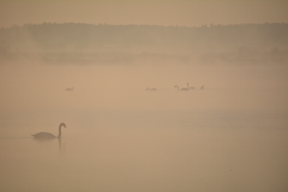 im Morgen - NEBEL