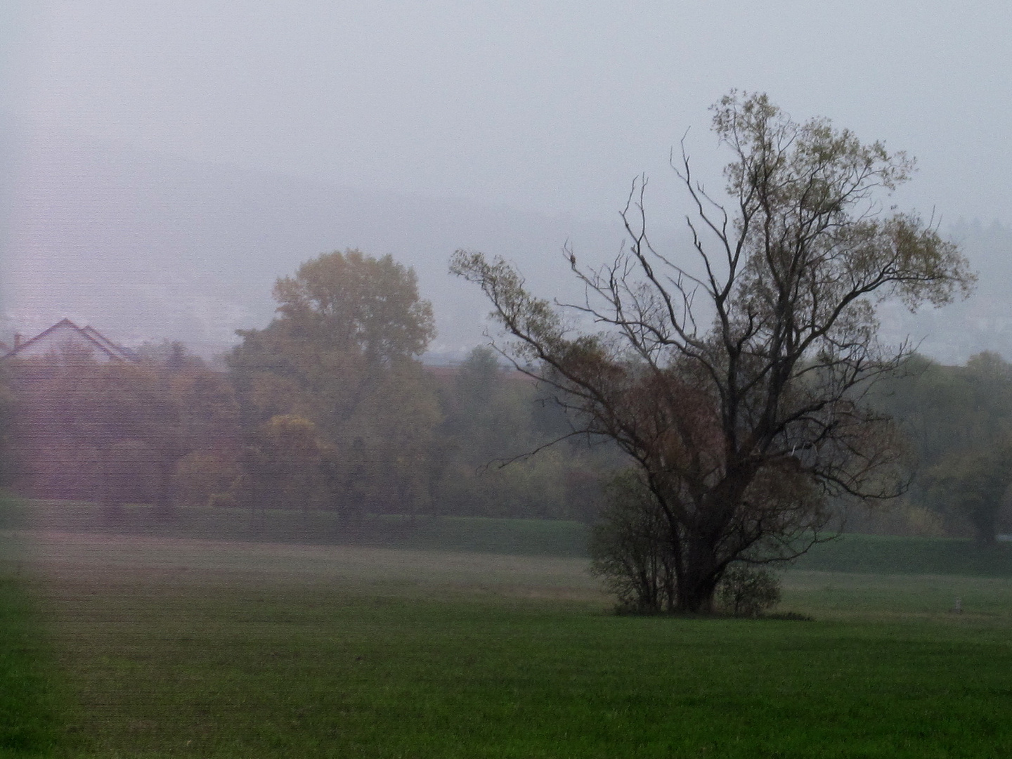 im Morgen-Nebel