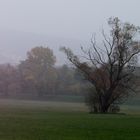 im Morgen-Nebel