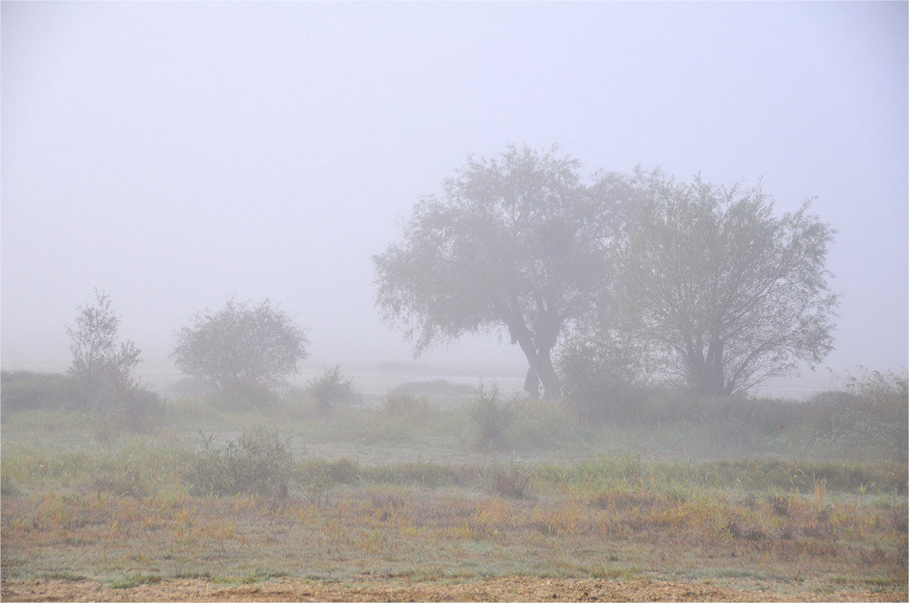 im Morgen - NEBEL