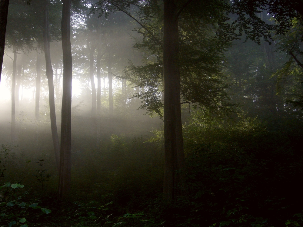 Im morgendlichen Buchenwald IV