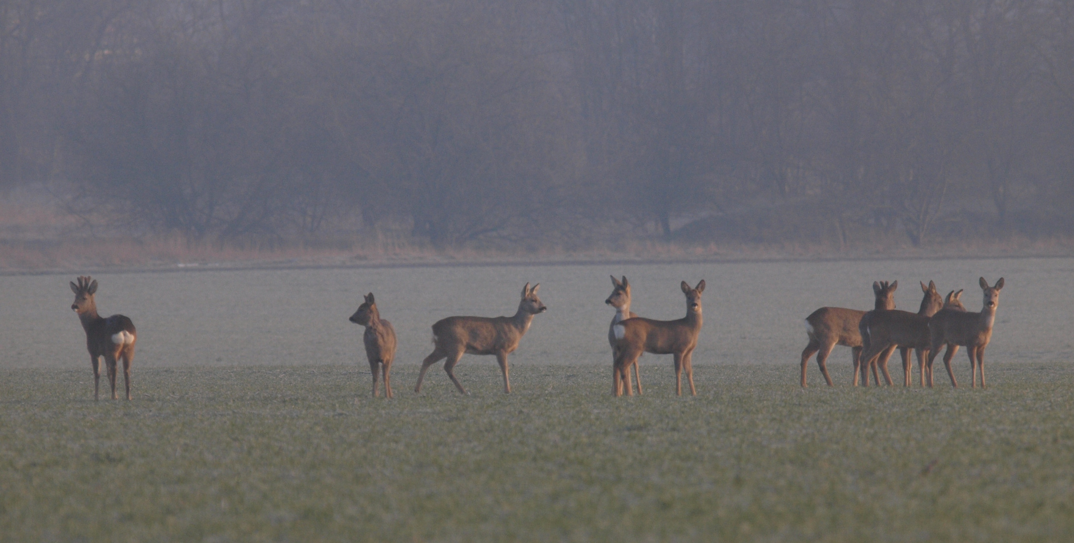 im Morgendunst