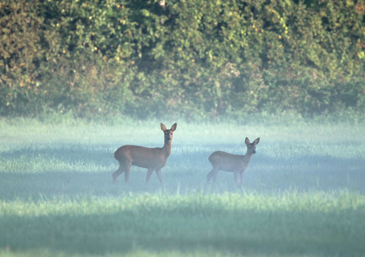 Im Morgendunst