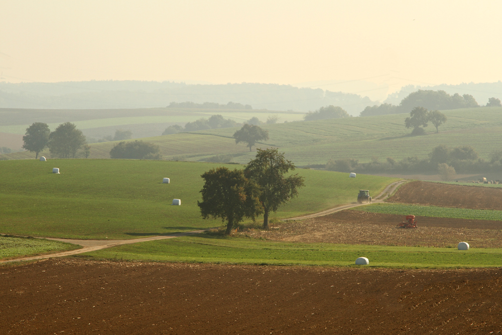 Im Morgendunst