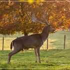 Im Morgendunst am Tiergehege