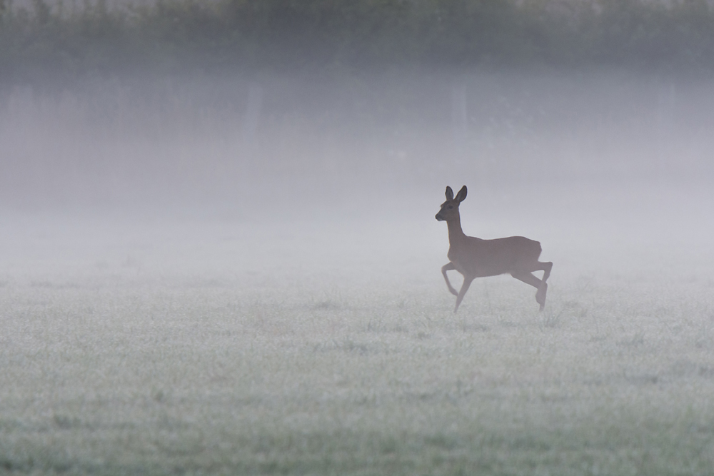 im Morgendunst