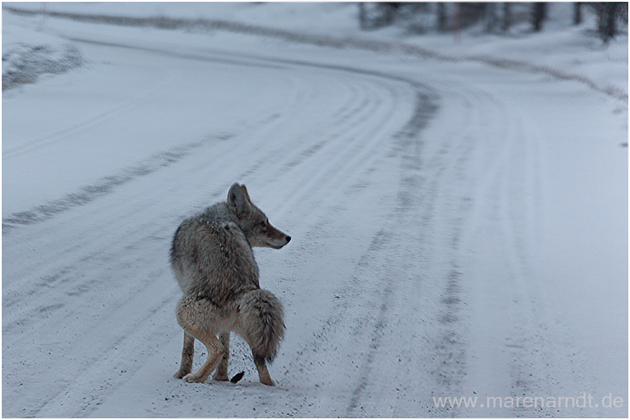 Im Morgengrauen im Yellowstone ...