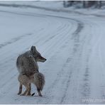 Im Morgengrauen im Yellowstone ...