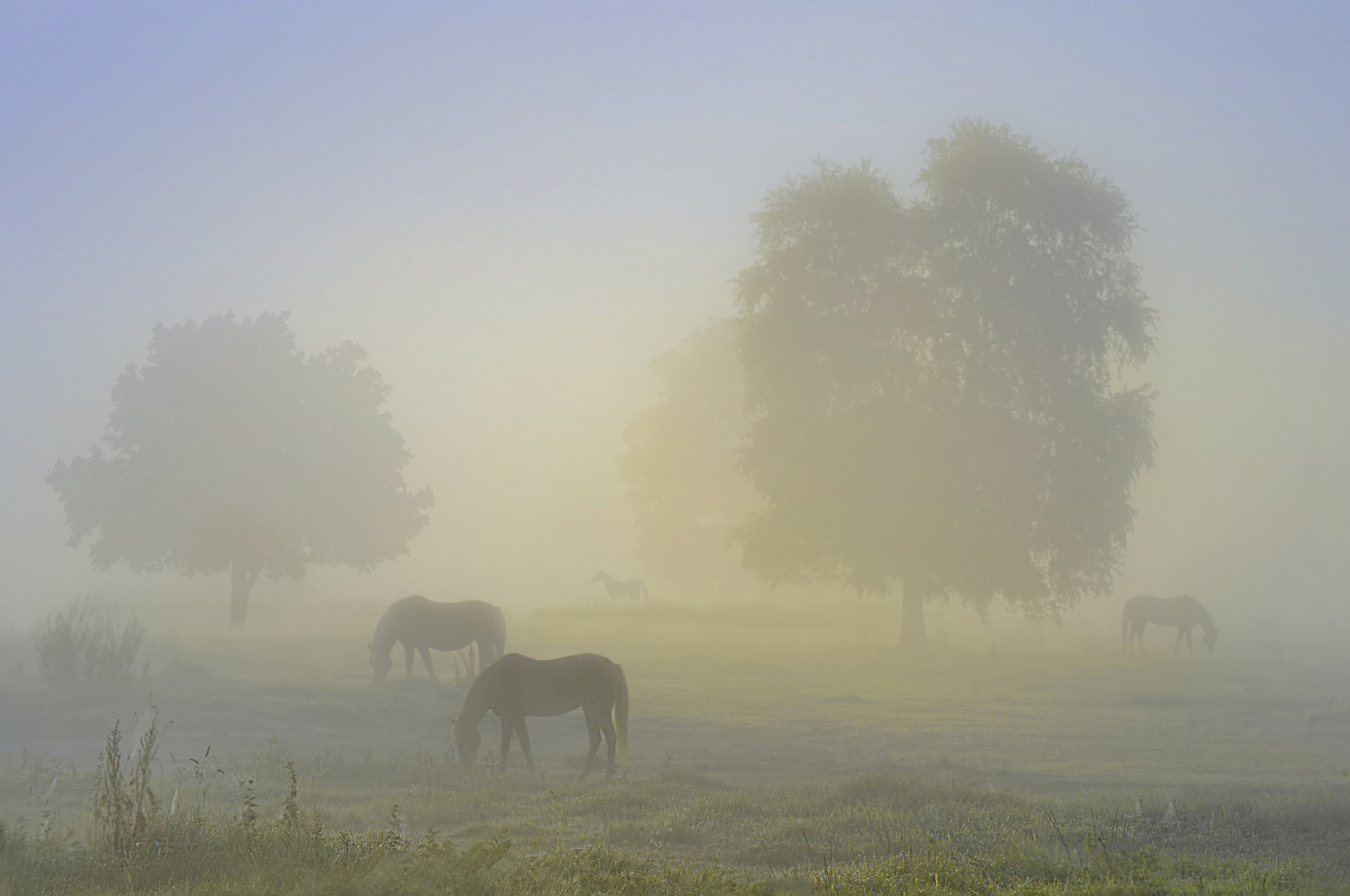 Im Morgenlicht