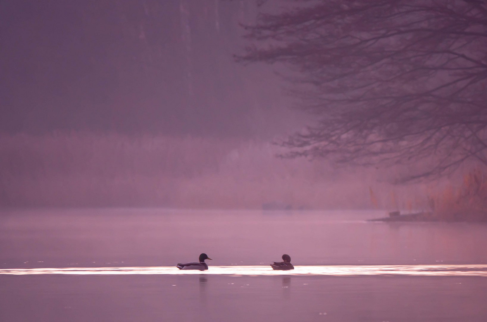 im Morgenlicht am See