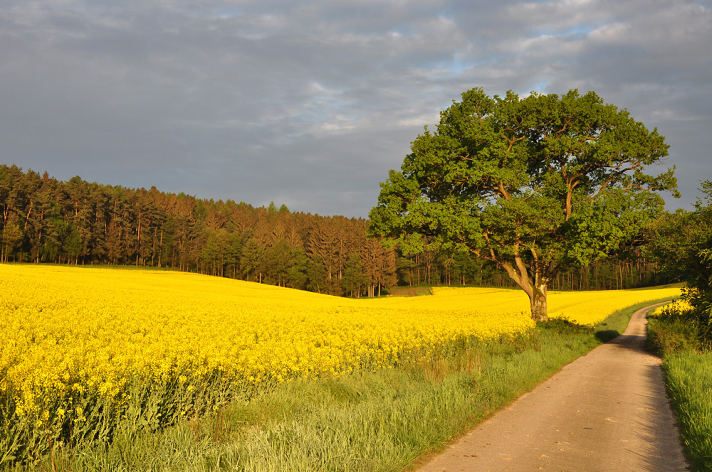 Im Morgenlicht...