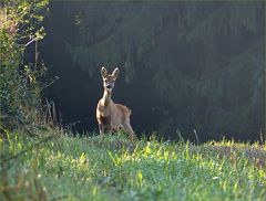 Im Morgenlicht ...