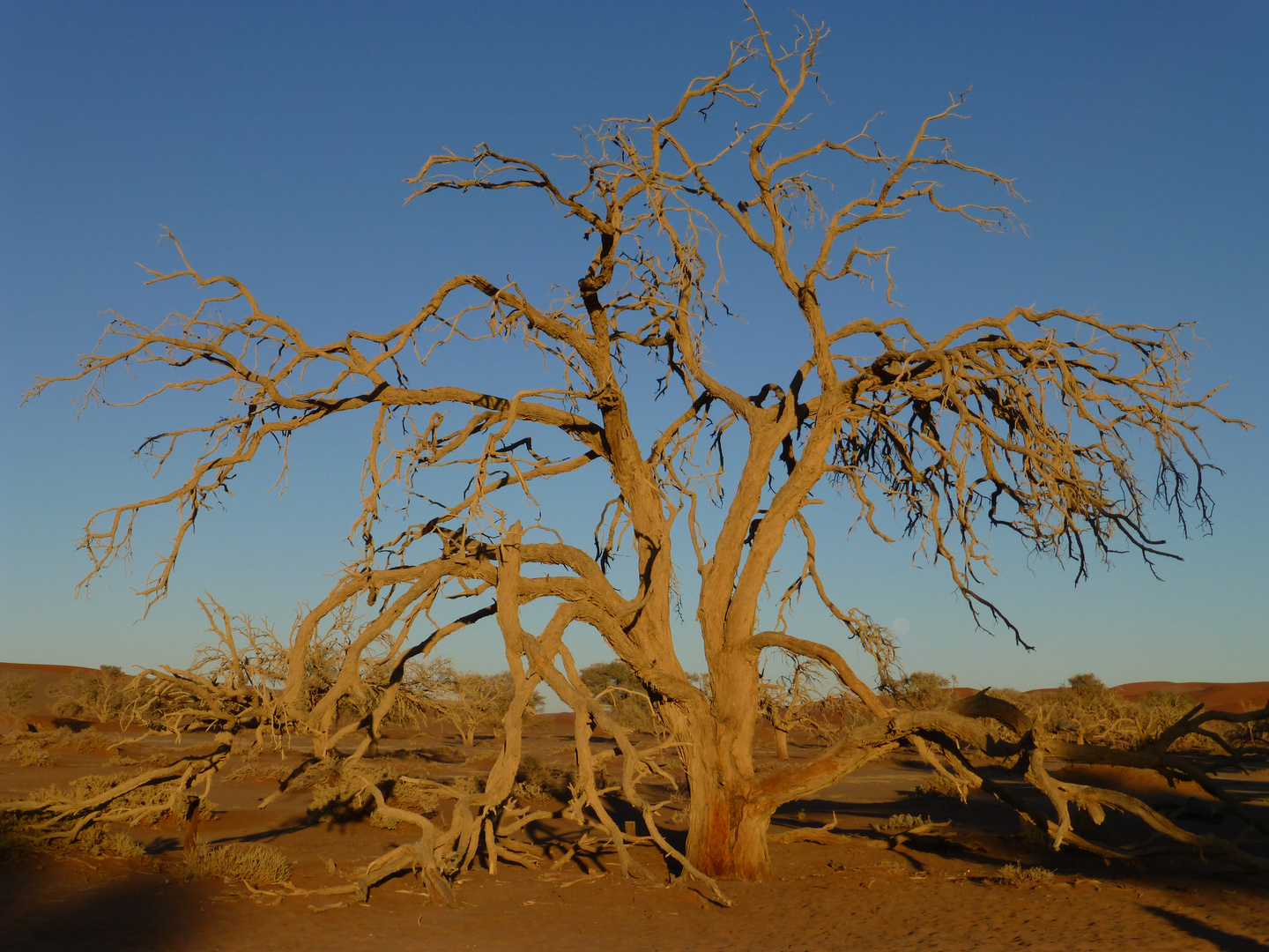 Im Morgenlicht, Namibia