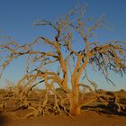 Im Morgenlicht, Namibia