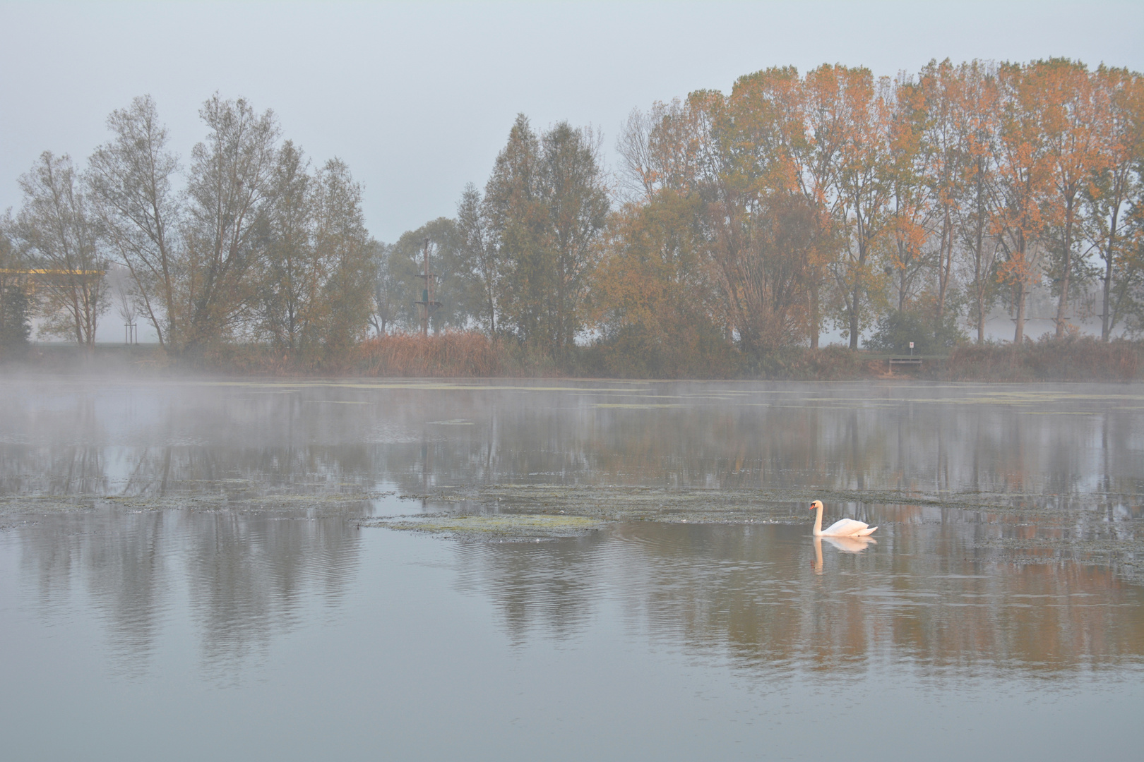 Im Morgennebel