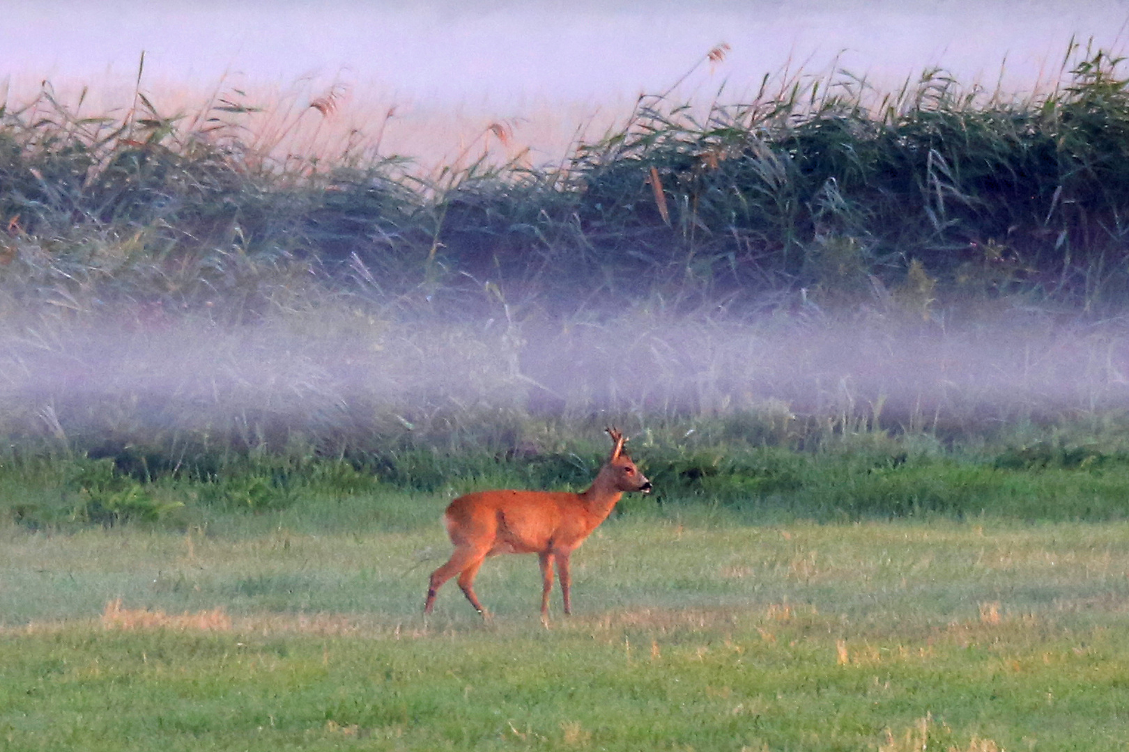 Im Morgennebel