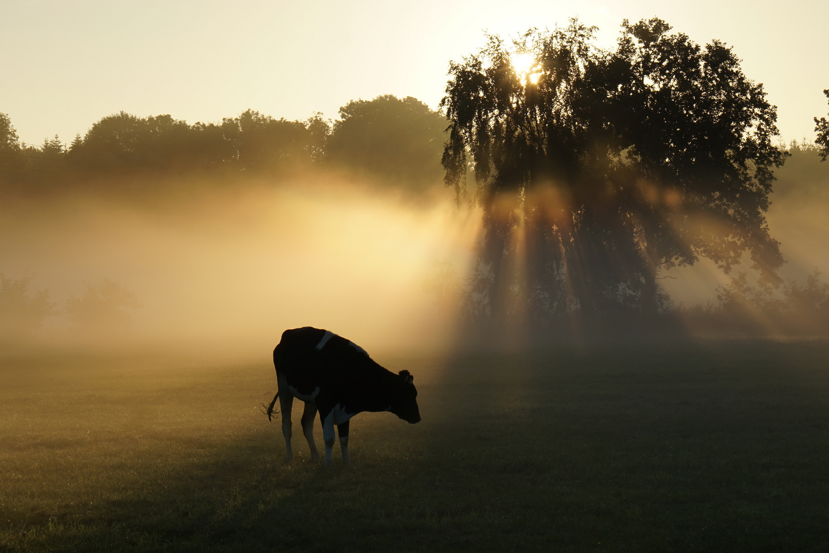 im Morgennebel