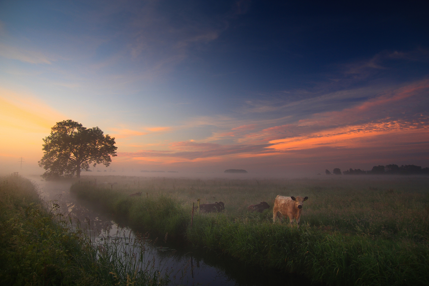 Im Morgennebel