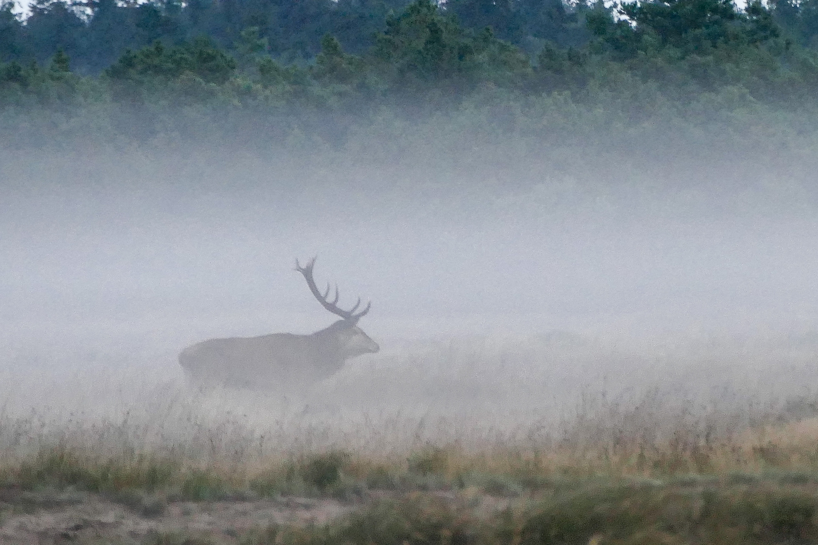 Im Morgennebel