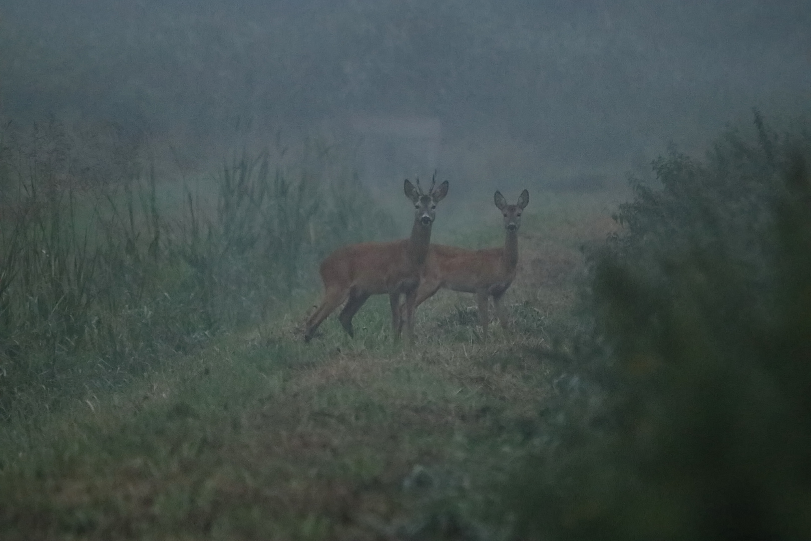 Im Morgennebel