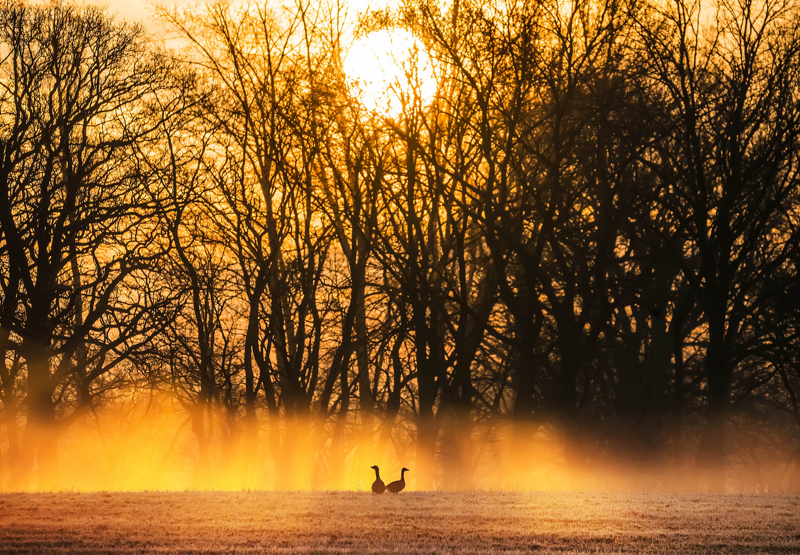 Im Morgennebel